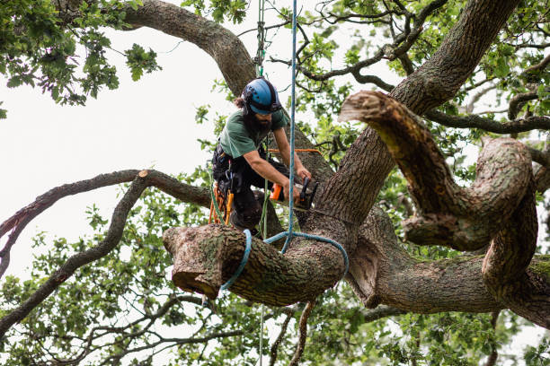 Best Fruit Tree Pruning  in North Terre Haute, IN