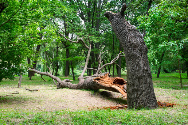 Trusted North Terre Haute, IN Tree Care Experts